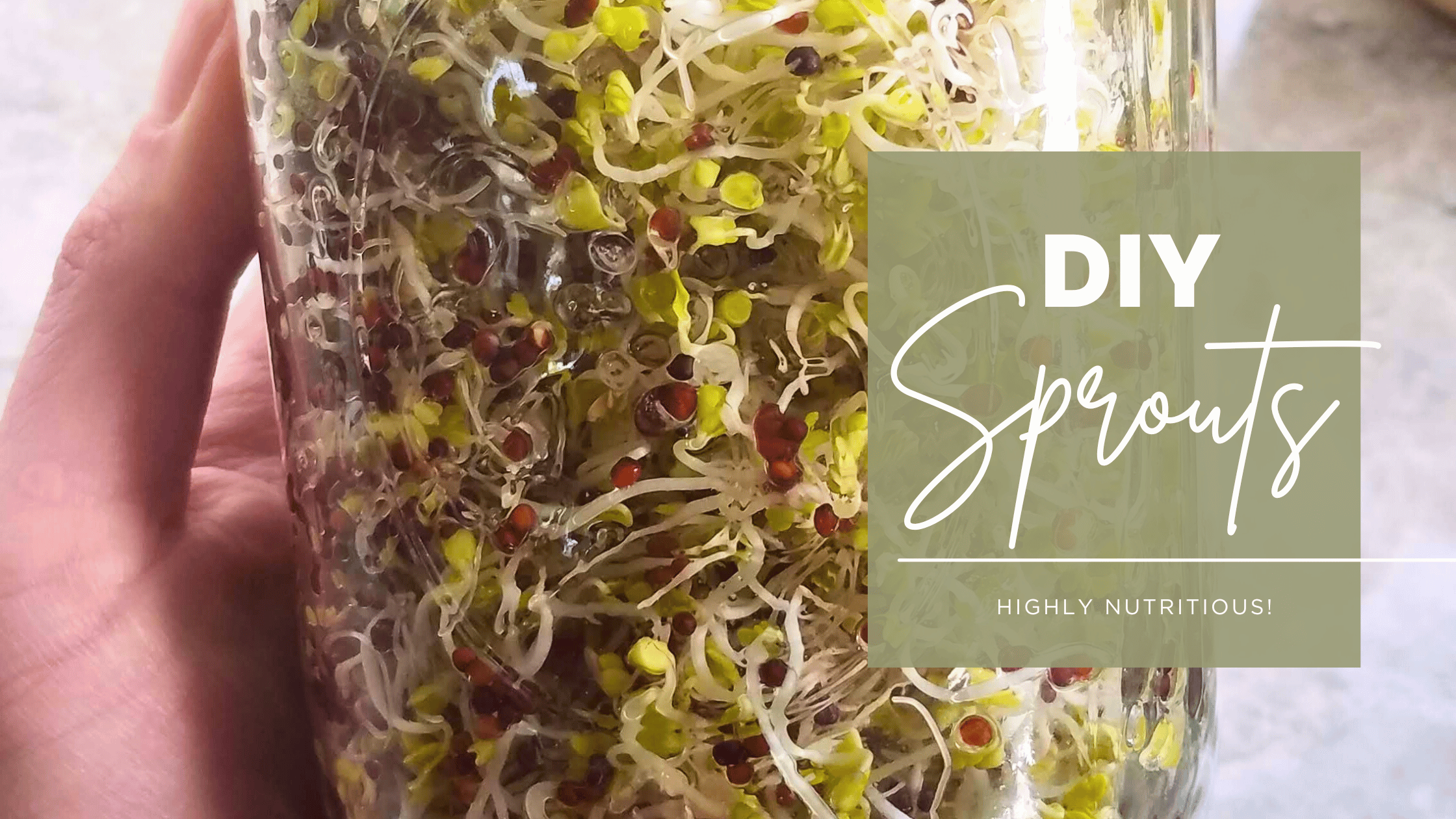You are currently viewing DIY Sprouts: How (and Why) to Grow Your Own at Home